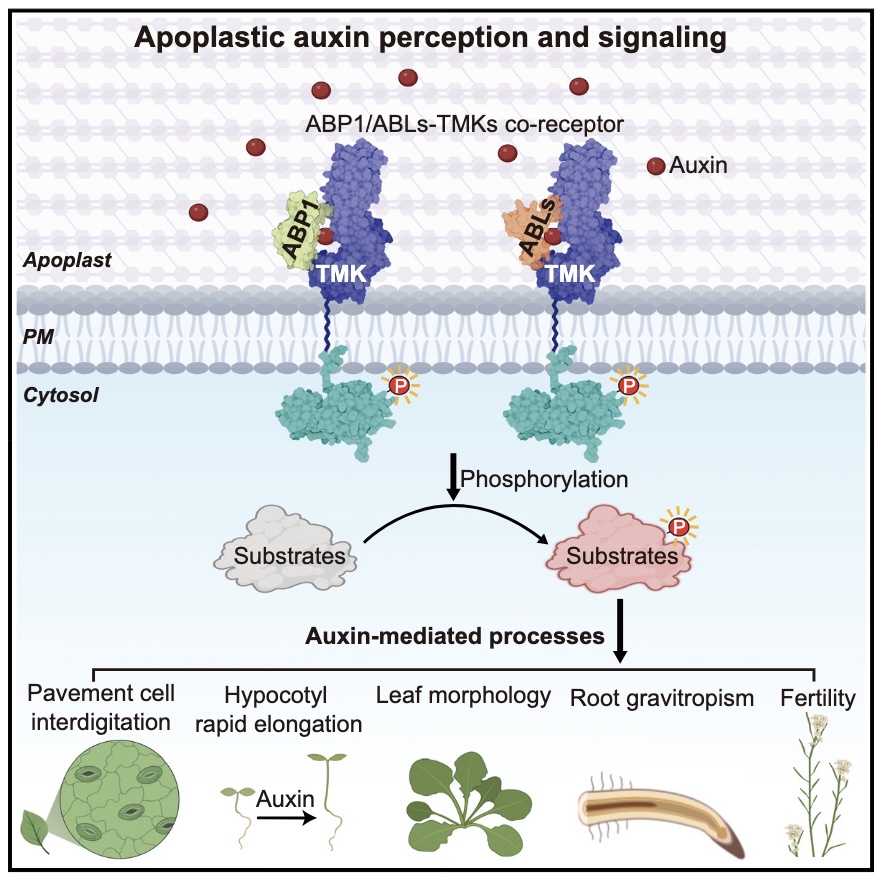 ABLs and TMKs are co-receptors for extracellular auxin