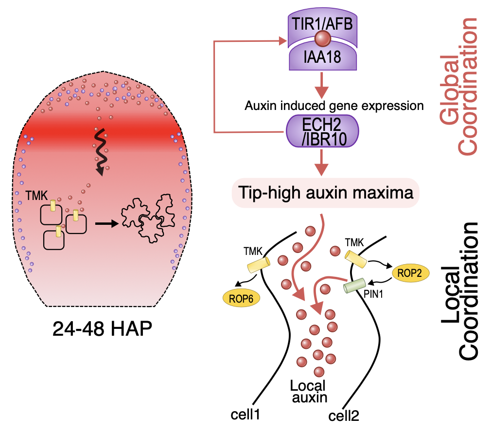 Hierarchical global and local auxin signals coordinate cellular interdigitation in Arabidopsis